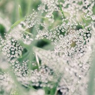 Dew on a spider web