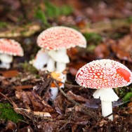 Three toadstools in a forest.