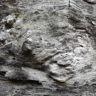 Roughly hewn wood from an old oak tree