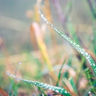 Dew on a blade of grass