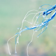 Water droplets on a frayed cord.