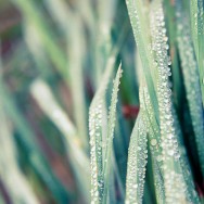 A macro of dew on grass.