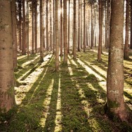 An array of trees standing like sentinels in a forest.