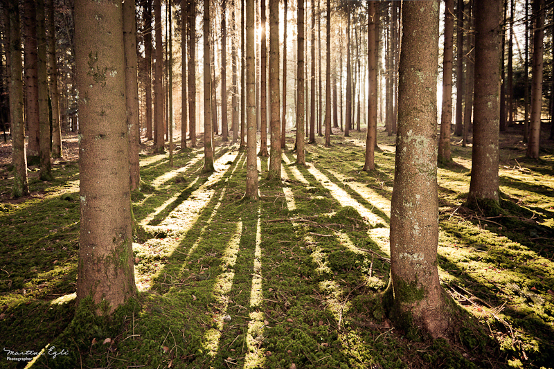 An array of trees standing like sentinels in a forest.