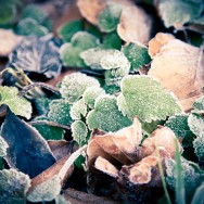 Fallen leaves on the forest ground.