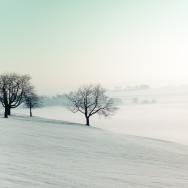 Bare trees in a wintry landscape.