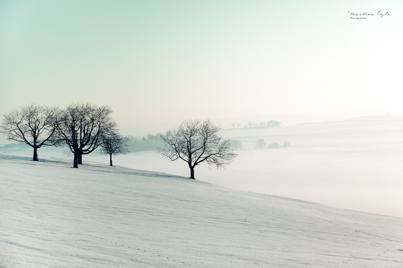 Bare trees in a wintry landscape.