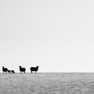 Silhouette of a flock of sheep on the top of a snowy hill in black and white.