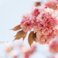 Pink apple Blosssom.