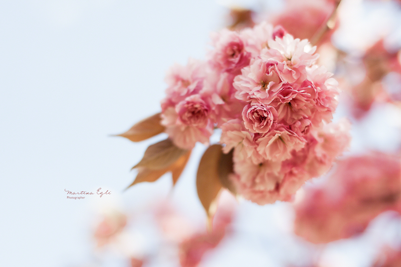 Pink apple Blosssom.