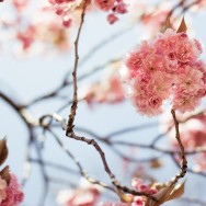 Pink apple blossom and delicate branches.