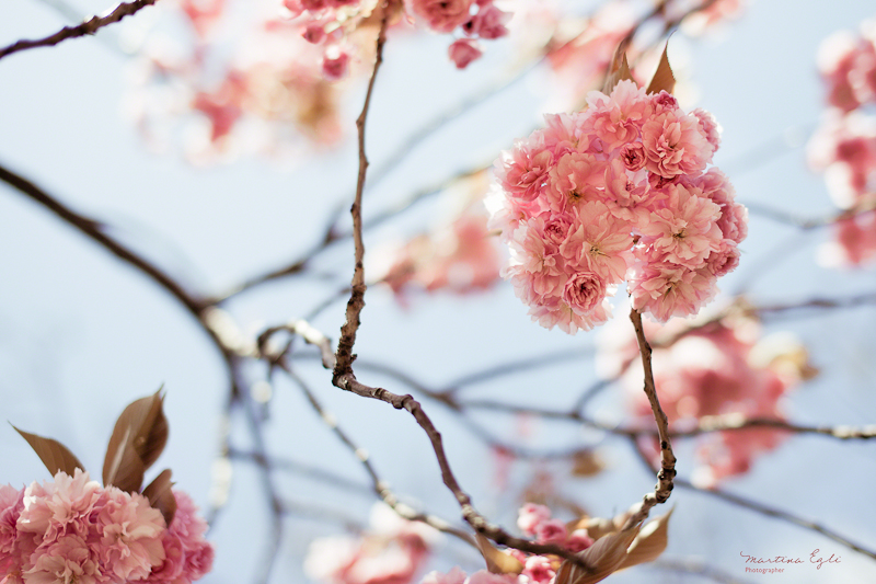 Pink apple blossom and delicate branches.