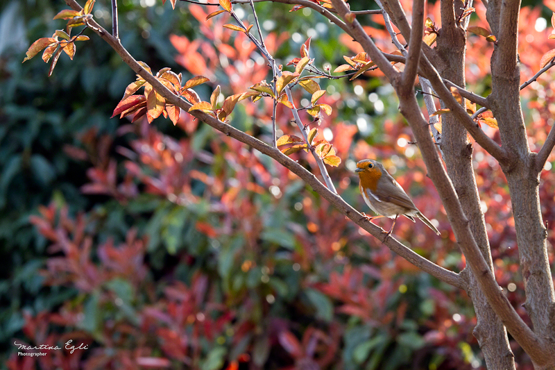 A robin is perched in a tree, observing us.