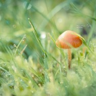 A small fungus and grass with dew.