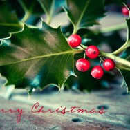 Holly