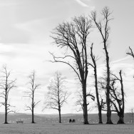 Two people on a bench in a park with huge trees in black and white.