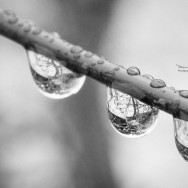 Water drop on a branch