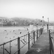 Pigeons flying off a jetty at lake Lucerne