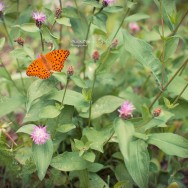 An orange coloured butterfly in a meadow.