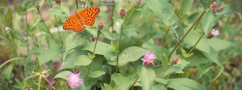An orange coloured butterfly in a meadow.