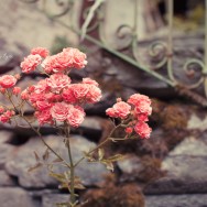 Wild roses in front of a stone wall.