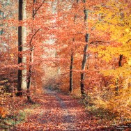 A path leading into a colourful autumn forest.