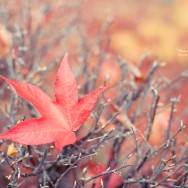 A striking red maple leaf in autumn.