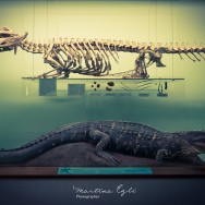 A crocodile and its skeleton diplayed in a case