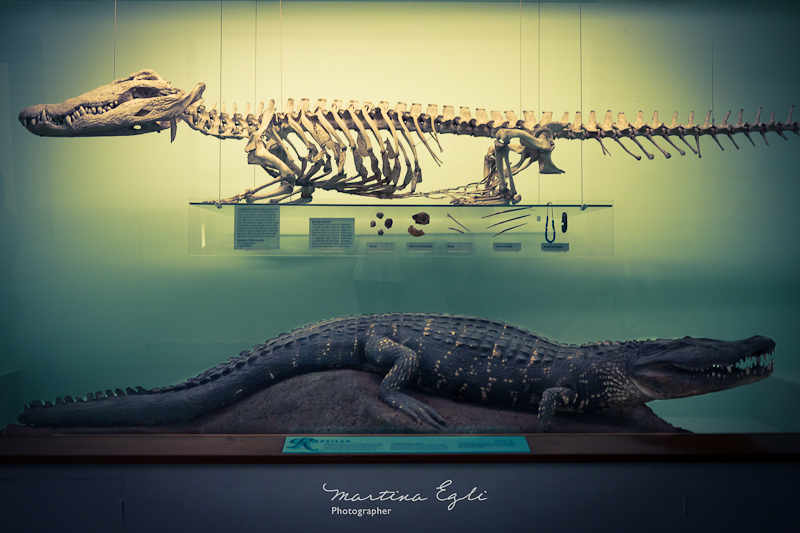 A crocodile and its skeleton diplayed in a case