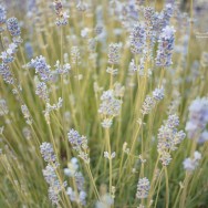 Wild Lavender