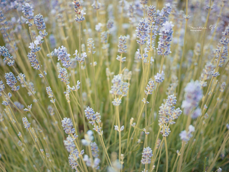 Wild Lavender