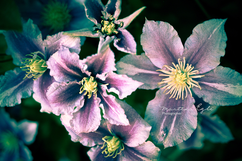 A vibrant colourful flower