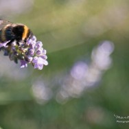 A bee sitting on a lavender flower.