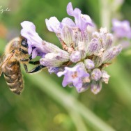 Bee collecting pollen from a flower