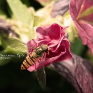 A hover-fly collects pollen from a flower.