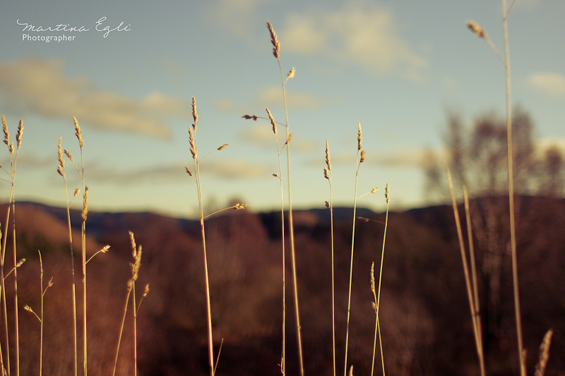 A field of wheat.