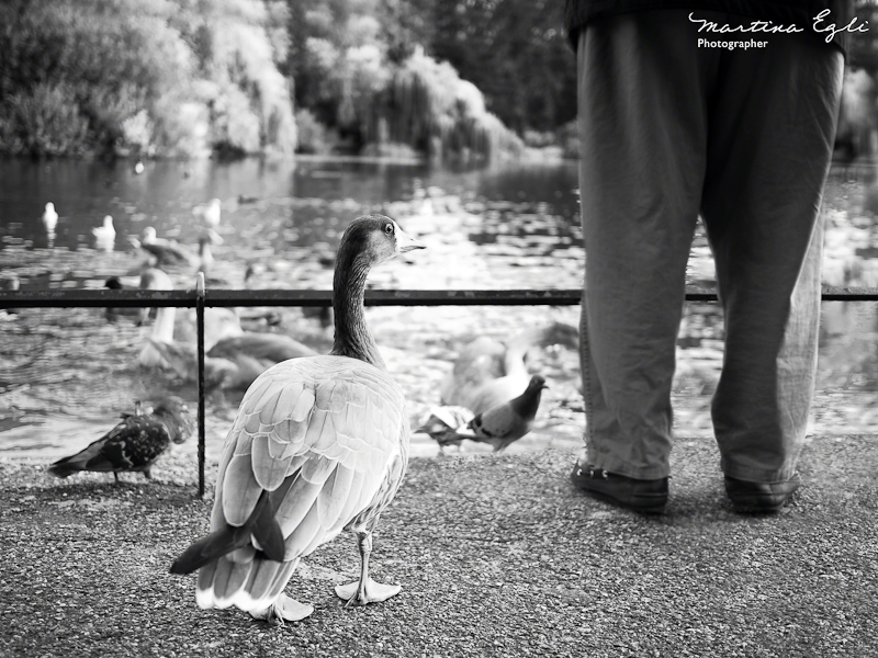 A man and a duck