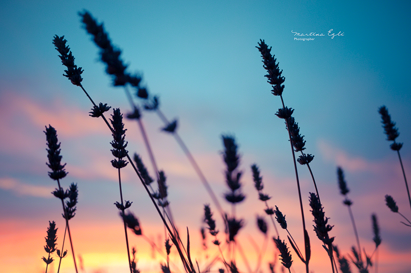 Ears of Lavender, silhouetted against the lilac sky.