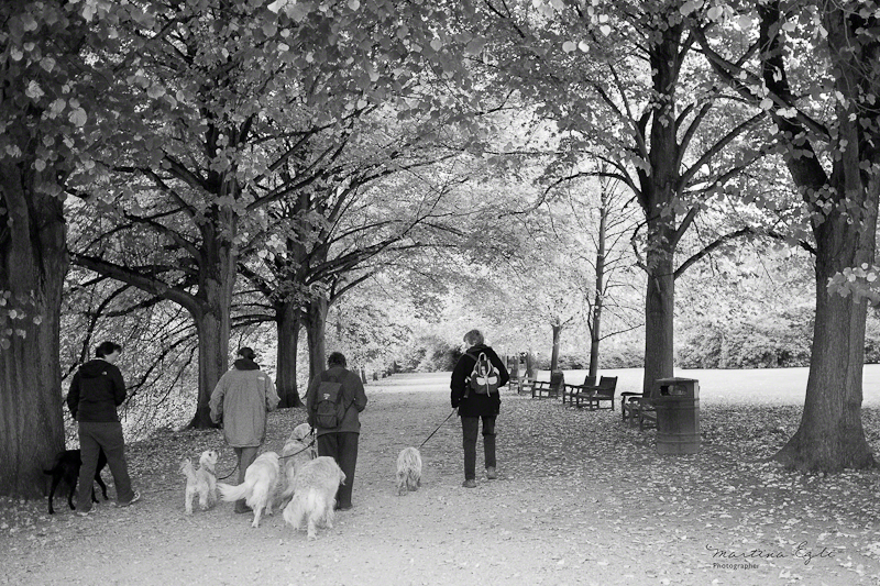 A group of dog-walkers.