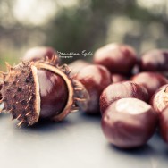 Horse Chestnut Conkers