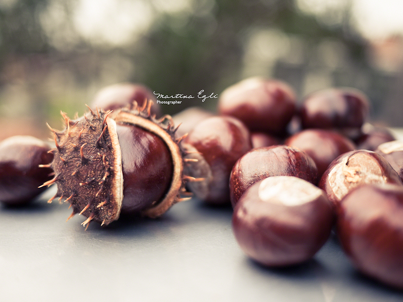 Horse Chestnut Conkers