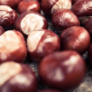 Horse Chestnut Conkers