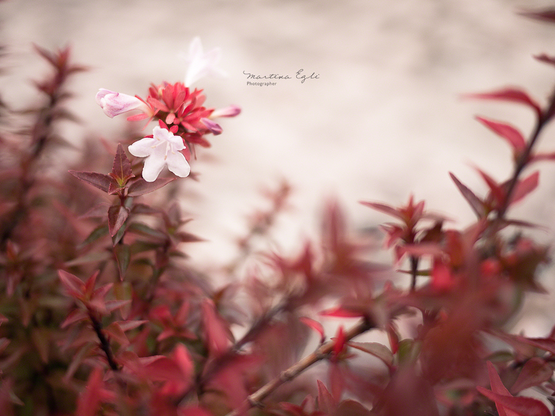 A single white flower among red leaves.