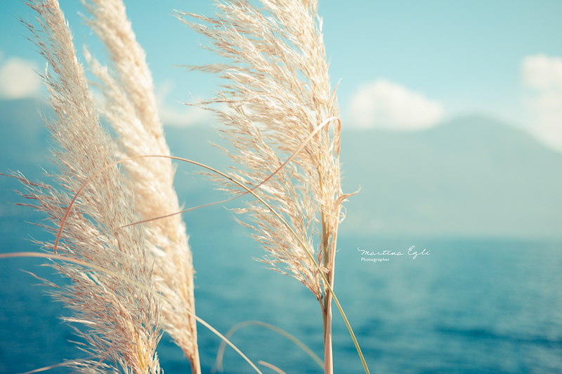 Pampas grass blowing in the wind.