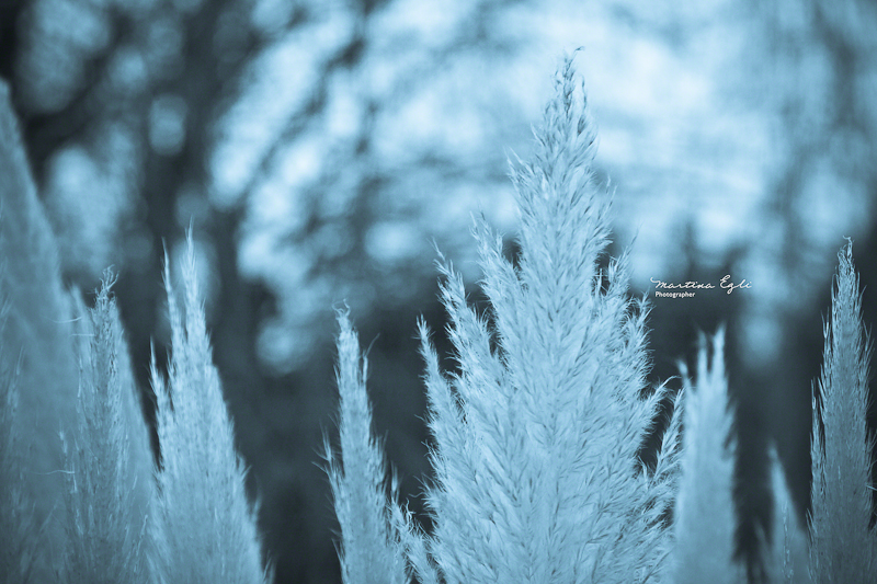 Leaves from a winter plant.