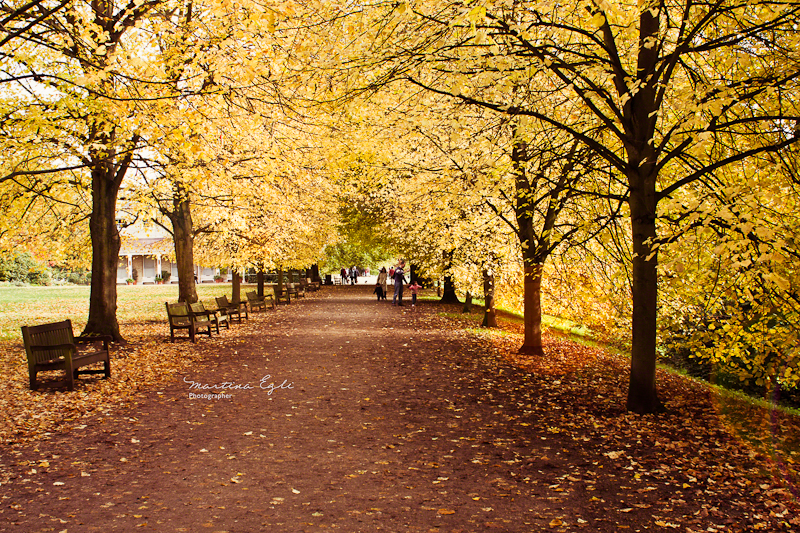A promenade of golden lime trees in autumn.