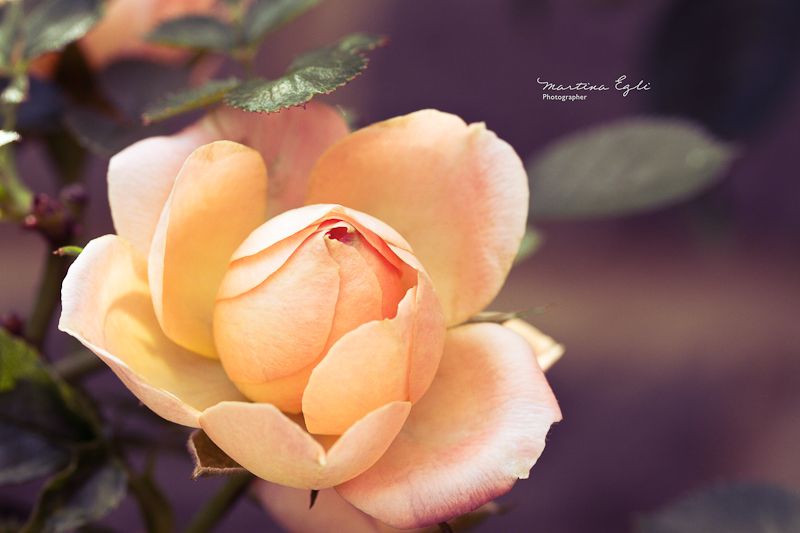 The last flower on a rose bush in autumn.