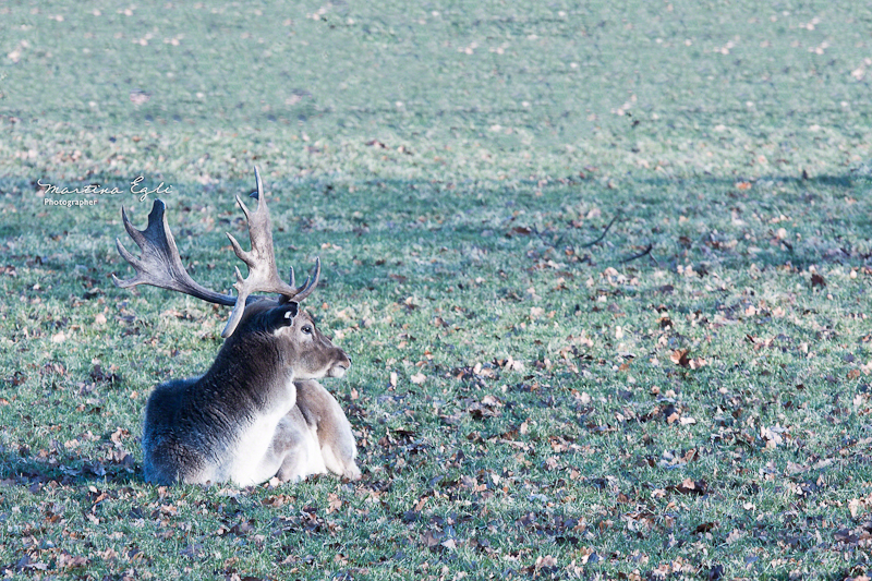 A reindeer sitting on the meadow on a early winter morning.