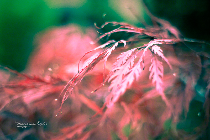 A red coloured leaf.