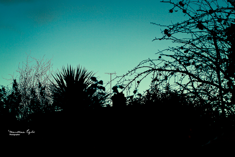 A silhouette of trees and bushes against a dark turquoise sky.